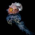 Paper Nautilus AKA Argonaut on jellyfish, Balayan Bay, Batangas, Philippines